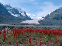 Athabasca Glacier Columbia Icefield Canadian Rockies Canada Roadtrip